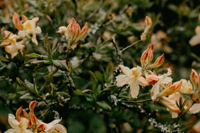 some flowers are blooming together near the water