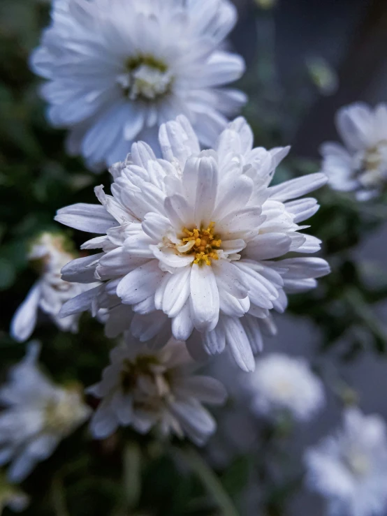 a group of flowers that have many petals on it