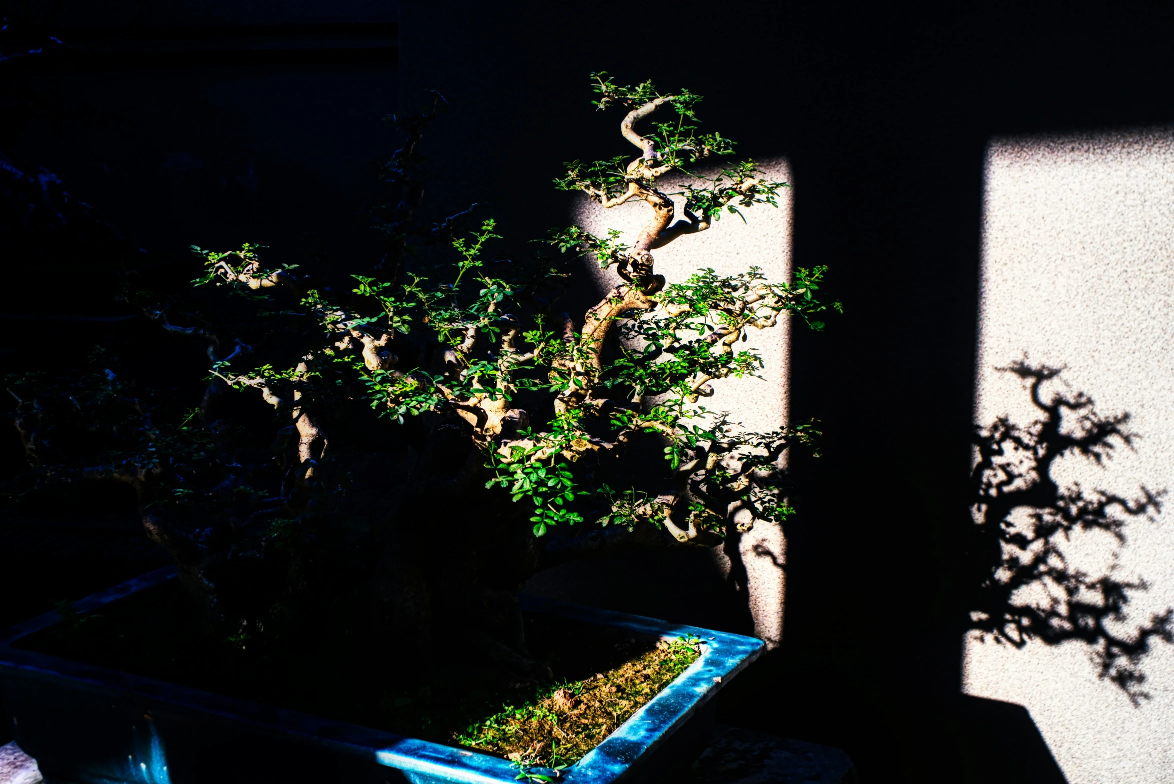 a bonsai plant casting its shadow on a wall