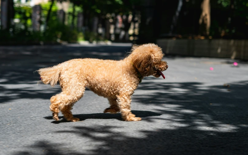 a dog is standing on a road and looking at soing