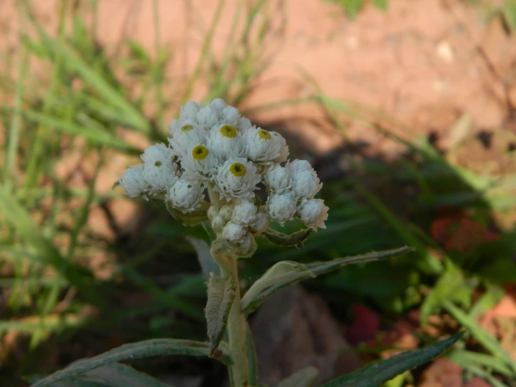 a white flower sitting next to green grass