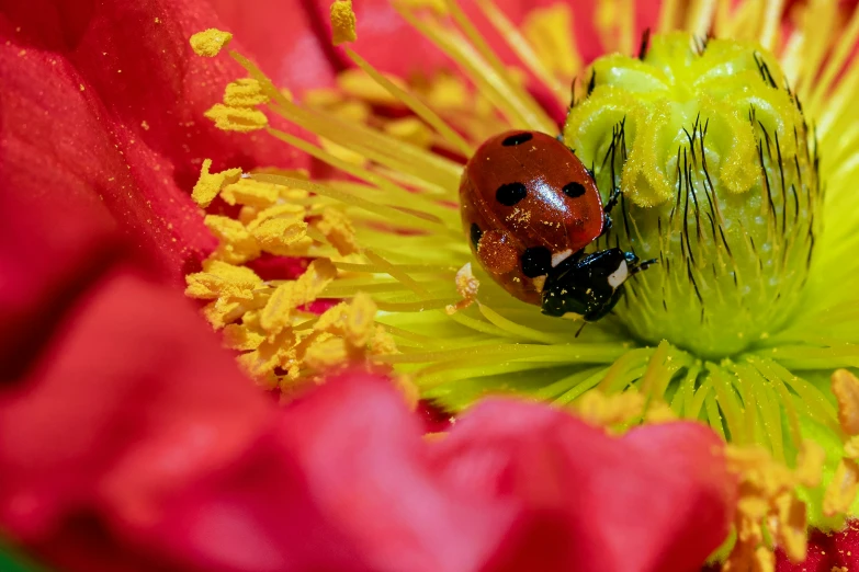 a lady bug sits on a flower in the center of it's stamen