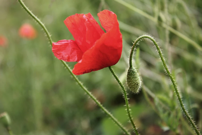 a red poppy in the midst of some grass