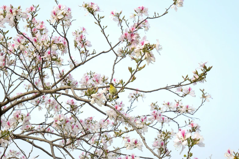 the nches and flowers of a flowering tree