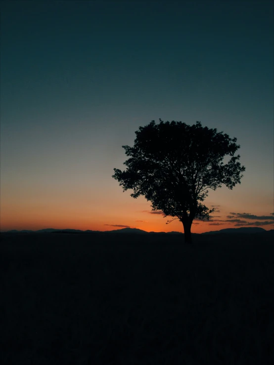 a lone tree on the field at dusk