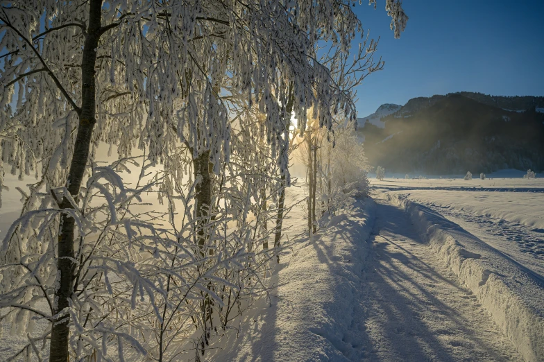 a path in the snow and with trees covered by ice