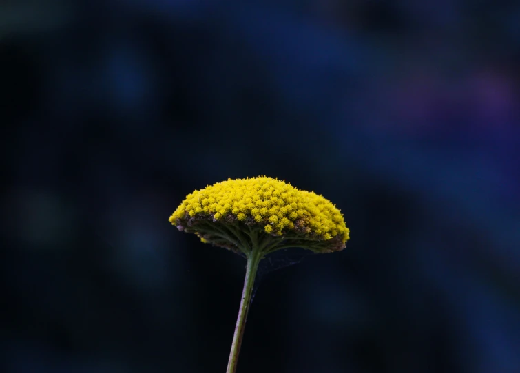 a yellow flower in front of a black background
