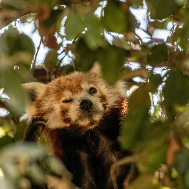 a very cute looking animal up in a tree