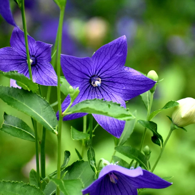 purple flowers and buds growing in a garden