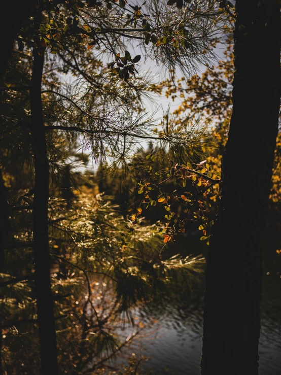 a pond in a forest that is reflecting sunlight