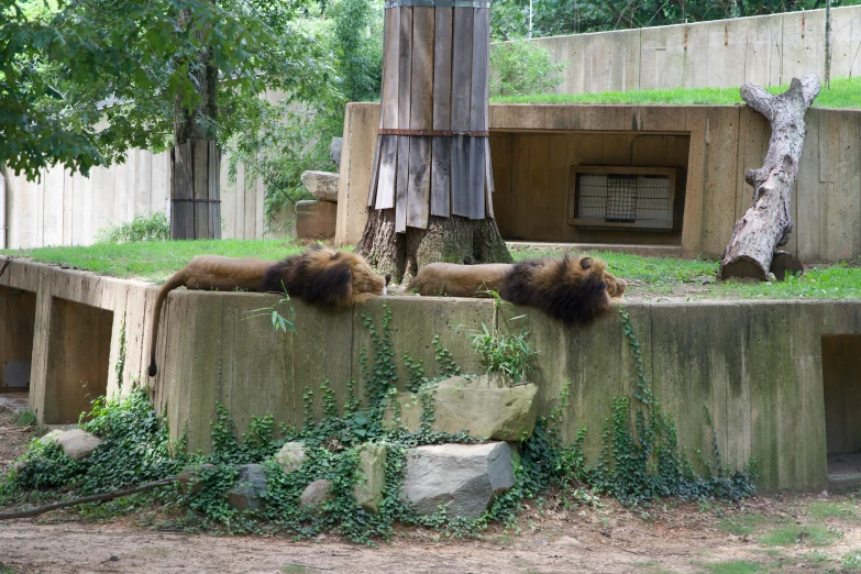 three lions are relaxing on cement in the zoo