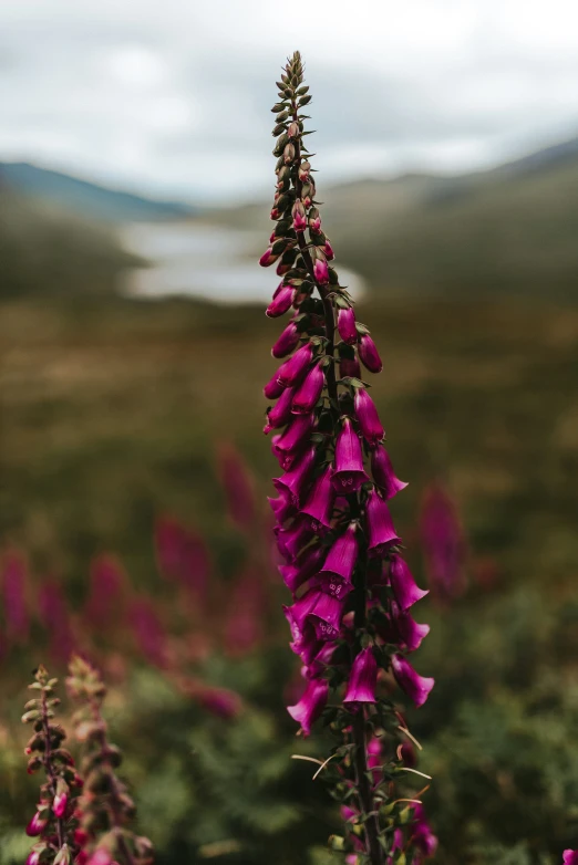 purple flowers are growing on the top of a mountain