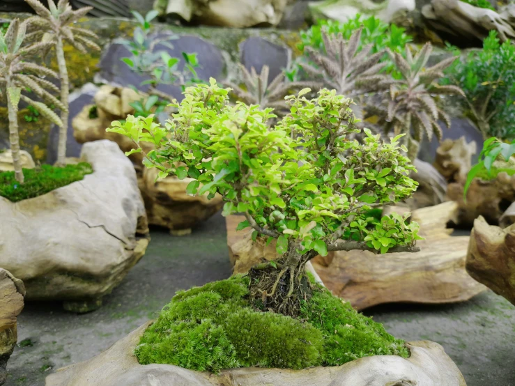 this small green tree is in the rocks