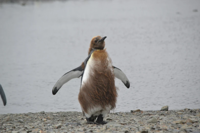 the penguin stands on his hind legs as it looks back