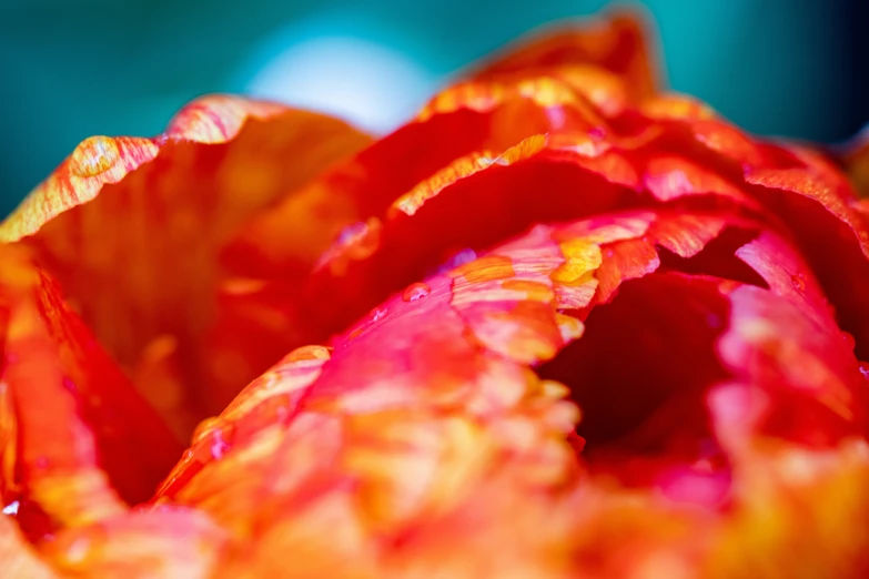 a close - up view of some bright orange flower petals