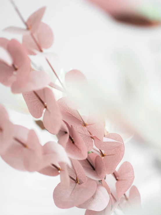 a close - up po of pink flowers are shown