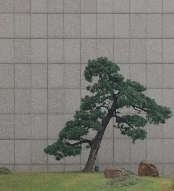 a large tree on a mound near a cement wall