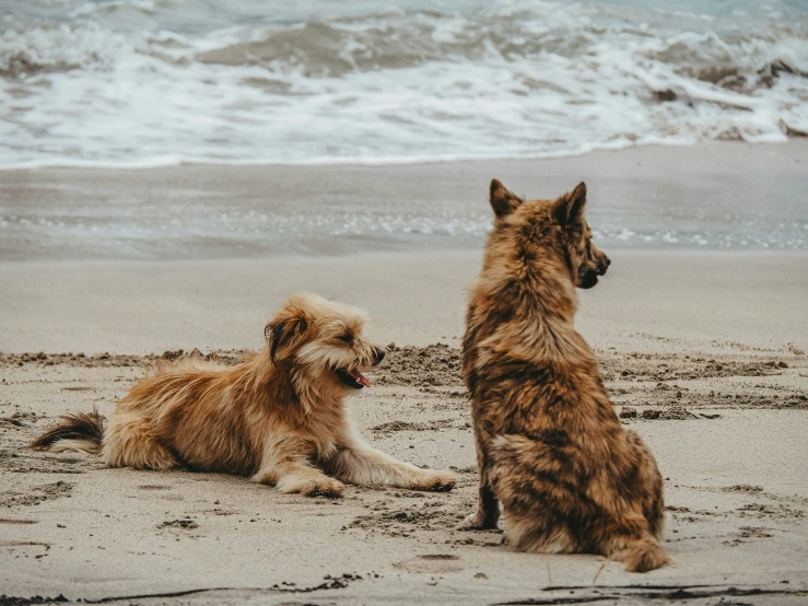 two brown dogs are on the beach near the ocean