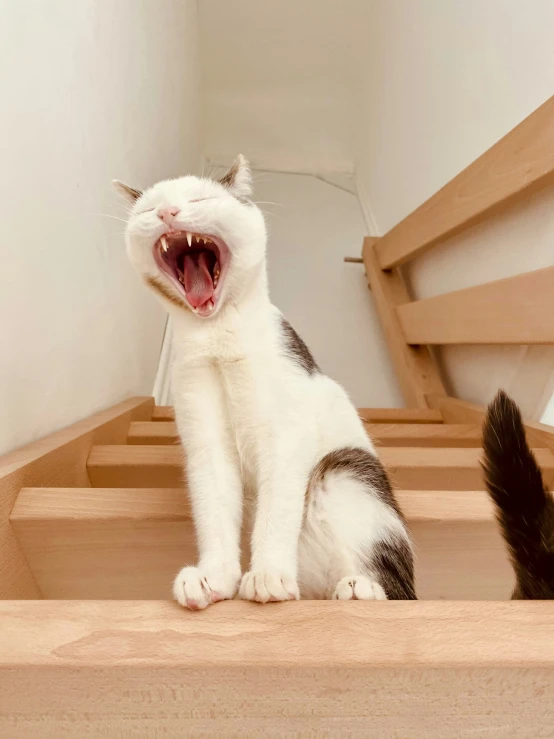 a white and grey cat yelling in the air