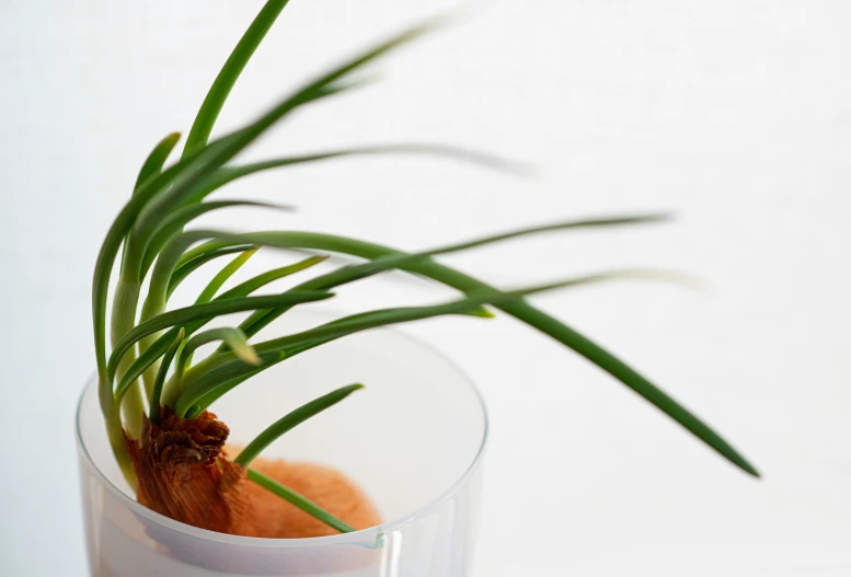 some small orange plants sitting inside of a glass