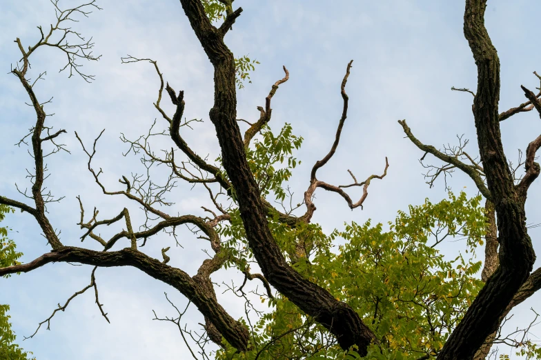 an airplane flies over trees against a blue sky