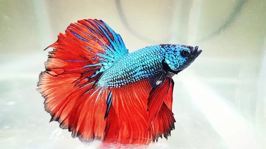 a bright red and blue fighting fish swimming on water