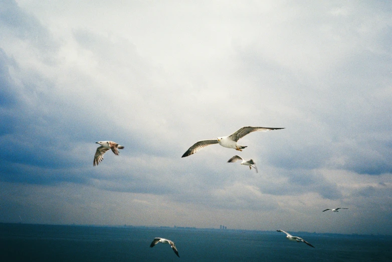 some white seagulls are flying in the blue sky