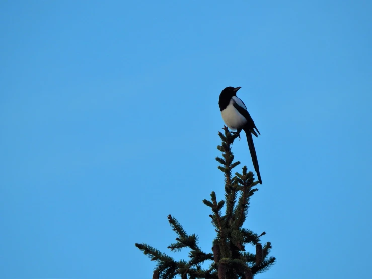 there is a small bird sitting on a tree limb