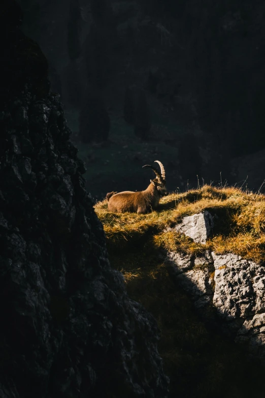 an animal that is sitting on the side of a hill