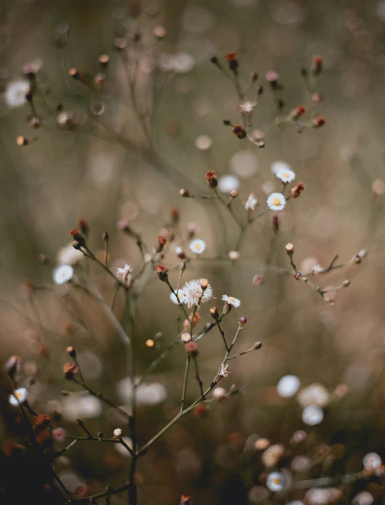 a small nch with little white flowers and drops