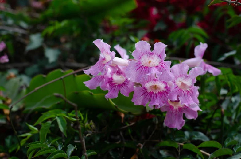 purple flowers sit on green leaves in the woods