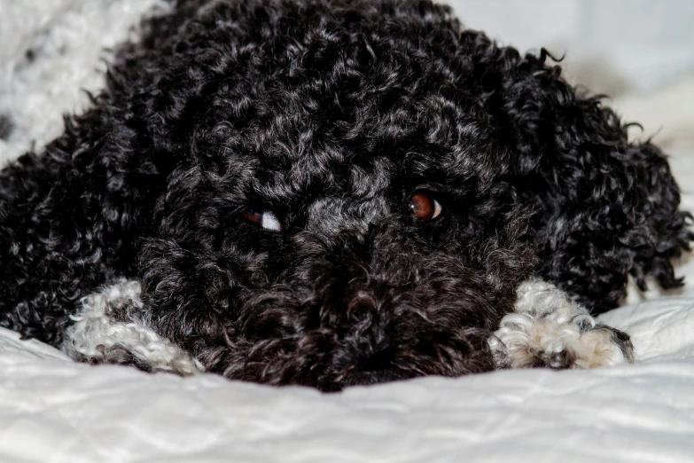 the dog is resting on the comforter in his bed