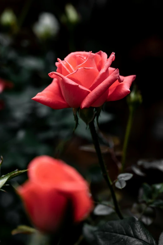 some red roses with leaves and one white