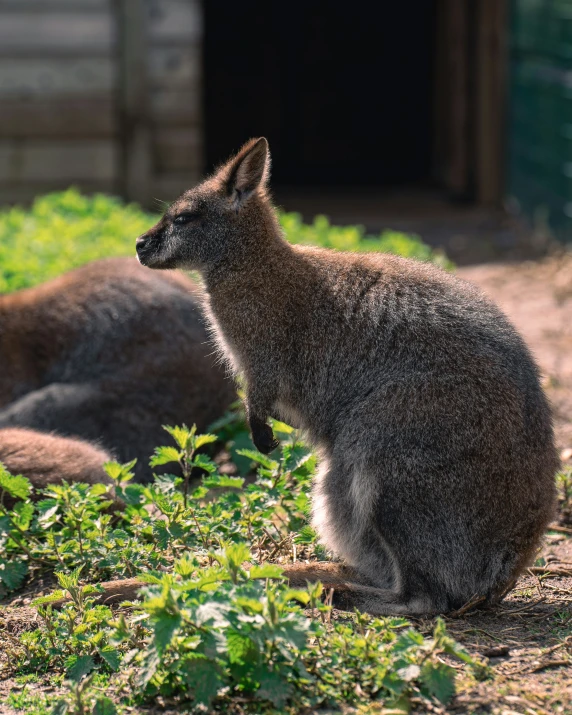 two small animals laying in the grass