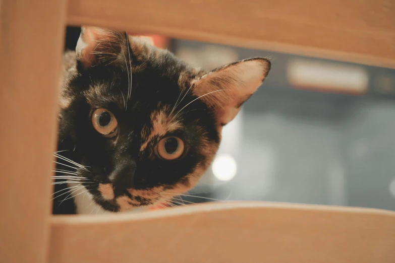 a cat peeks into the front of a mirror