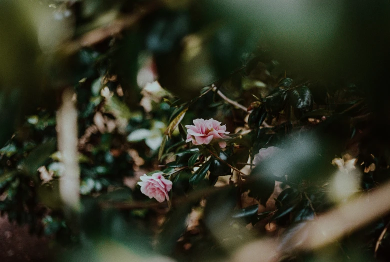 some pink flowers and some green leaves