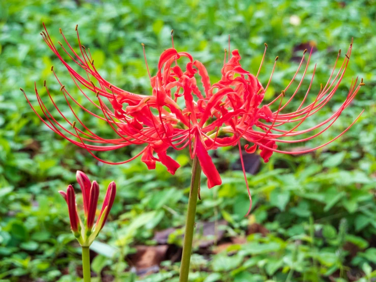 a red flower with lots of water droplets on it