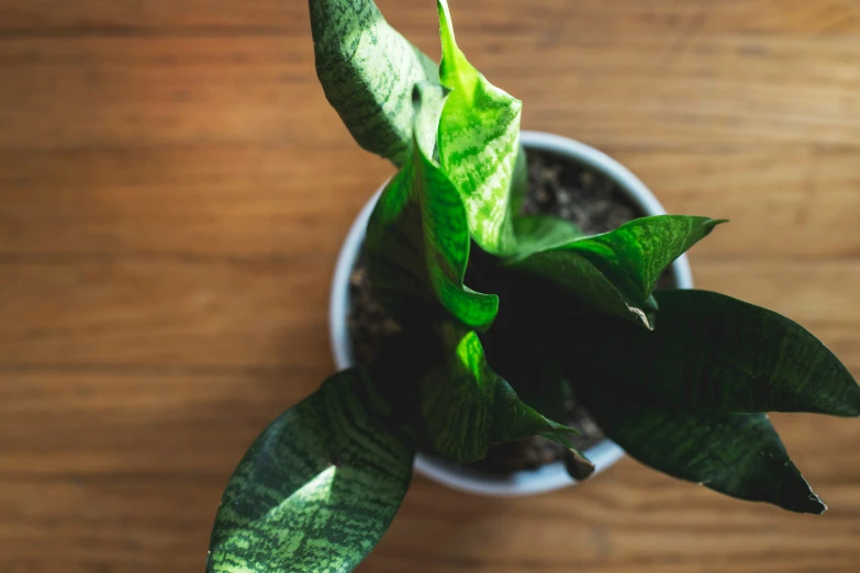 a green plant with many leaves on a wooden table