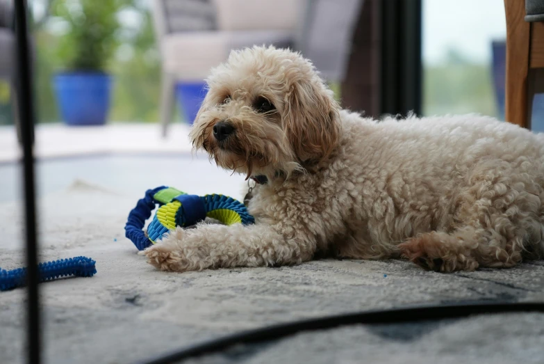 dog lying on floor next to toy on rug