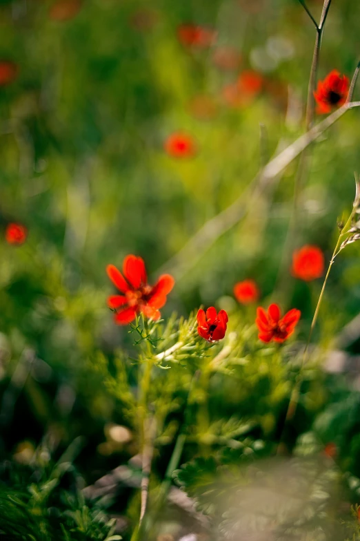 a bright orange flower standing in the middle of a grassy field