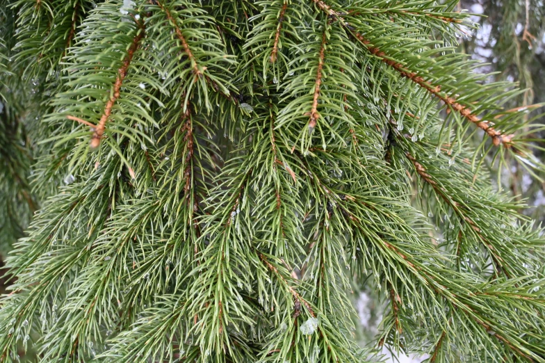some very beautiful green pine nches on a snowy day
