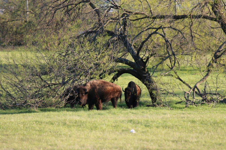 a group of buffalo grazing in the middle of a field