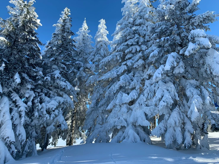 trees covered in snow are standing near each other