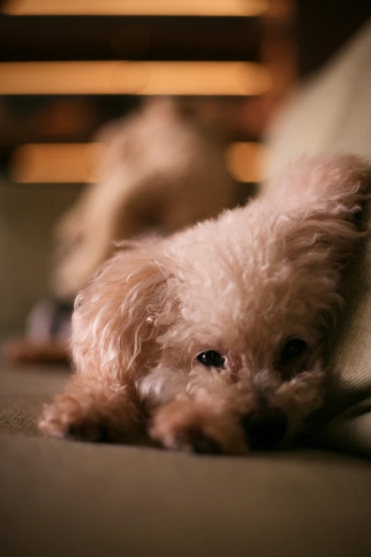 a little white dog laying down on a couch