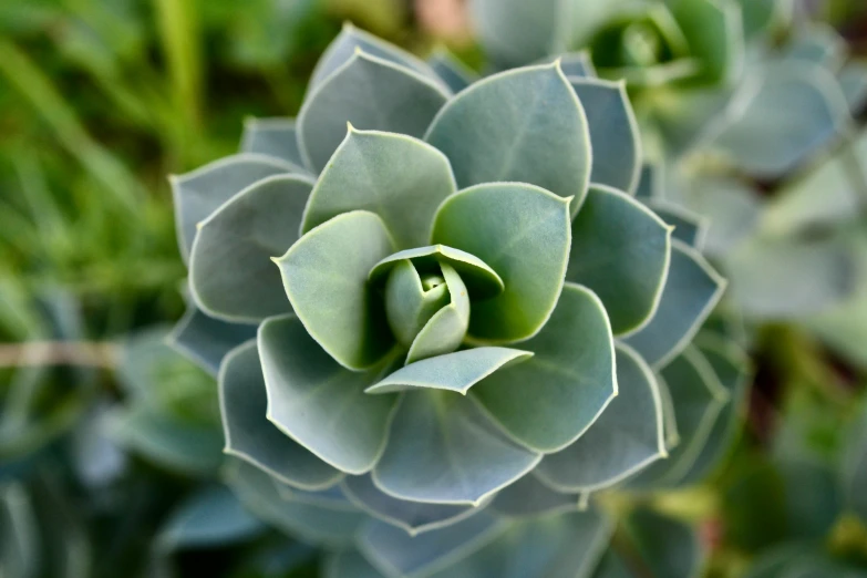 a closeup of a green plant with leaves