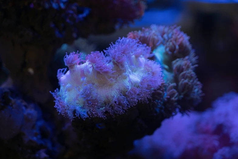 a sea anemone sitting on top of a colorful coral