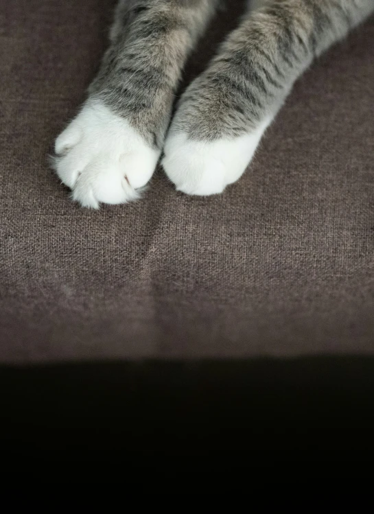 the foot of a cat laying on top of a brown blanket