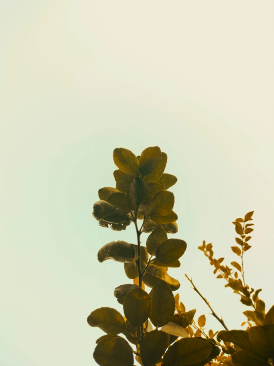 a closeup view of leaves with a bright blue sky behind it