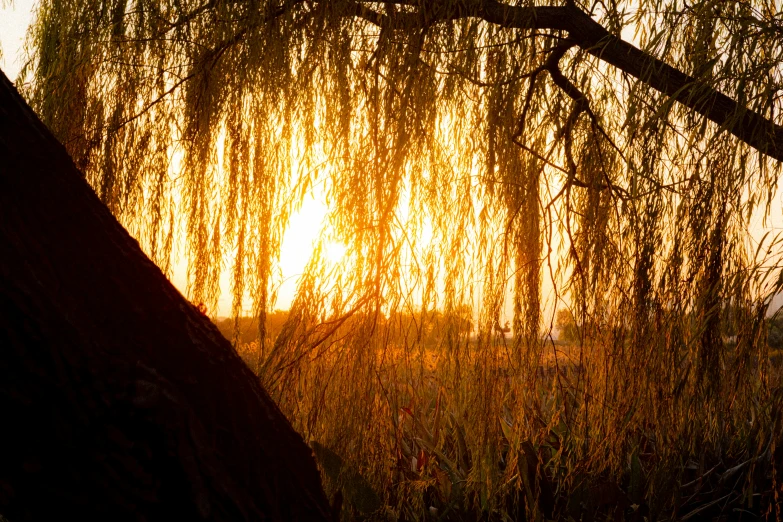 a tree in front of the sun behind it