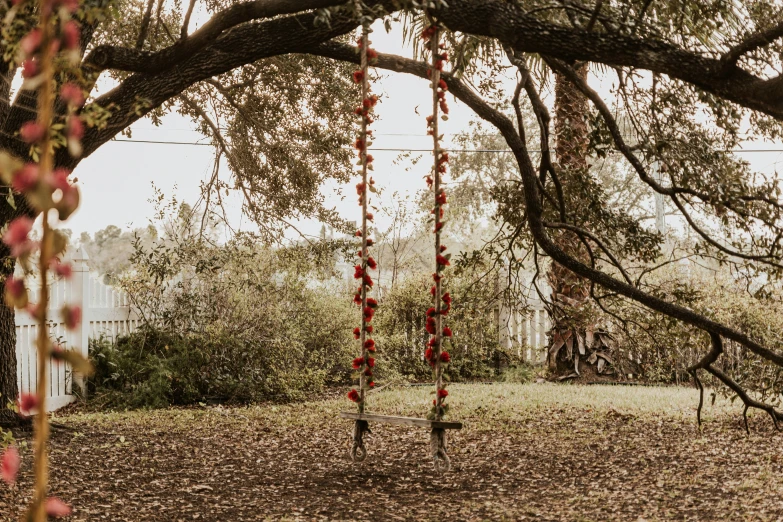 an image of a tree that has some decorations hanging from it